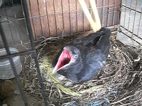 訳ありカラス 赤ちゃん ヒナ飼育なつく Youtube 訳ありカラス 赤ちゃん ヒナ飼育なつく Youtube