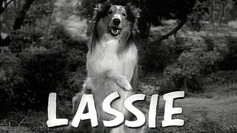 Lassie Lee Photo 1