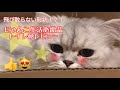 猫砂飛び散り問題解決か！！？にゃんこの生活用品トイレ