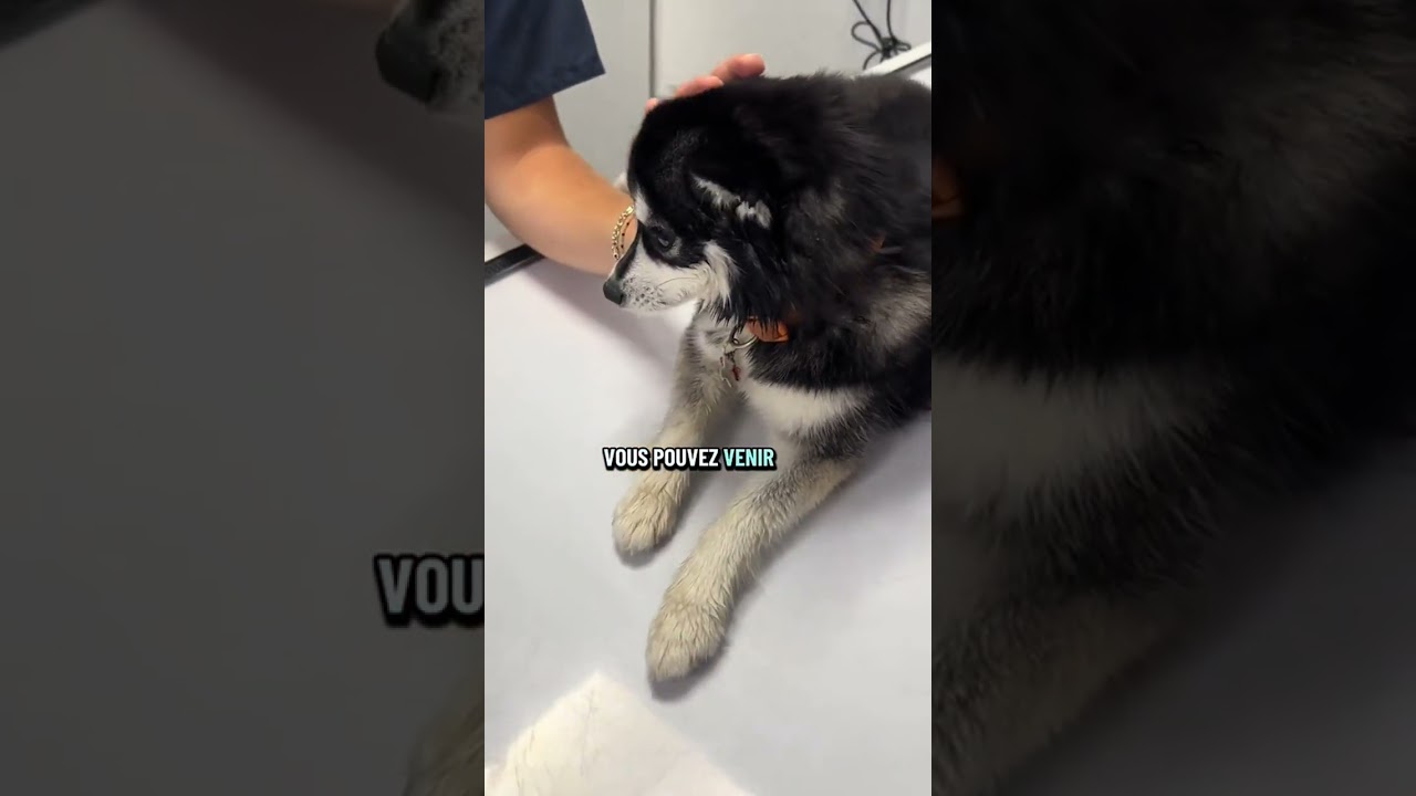 Quelle angoisse 😫 je vous tiens au courant #chien #urgenceveterinaire