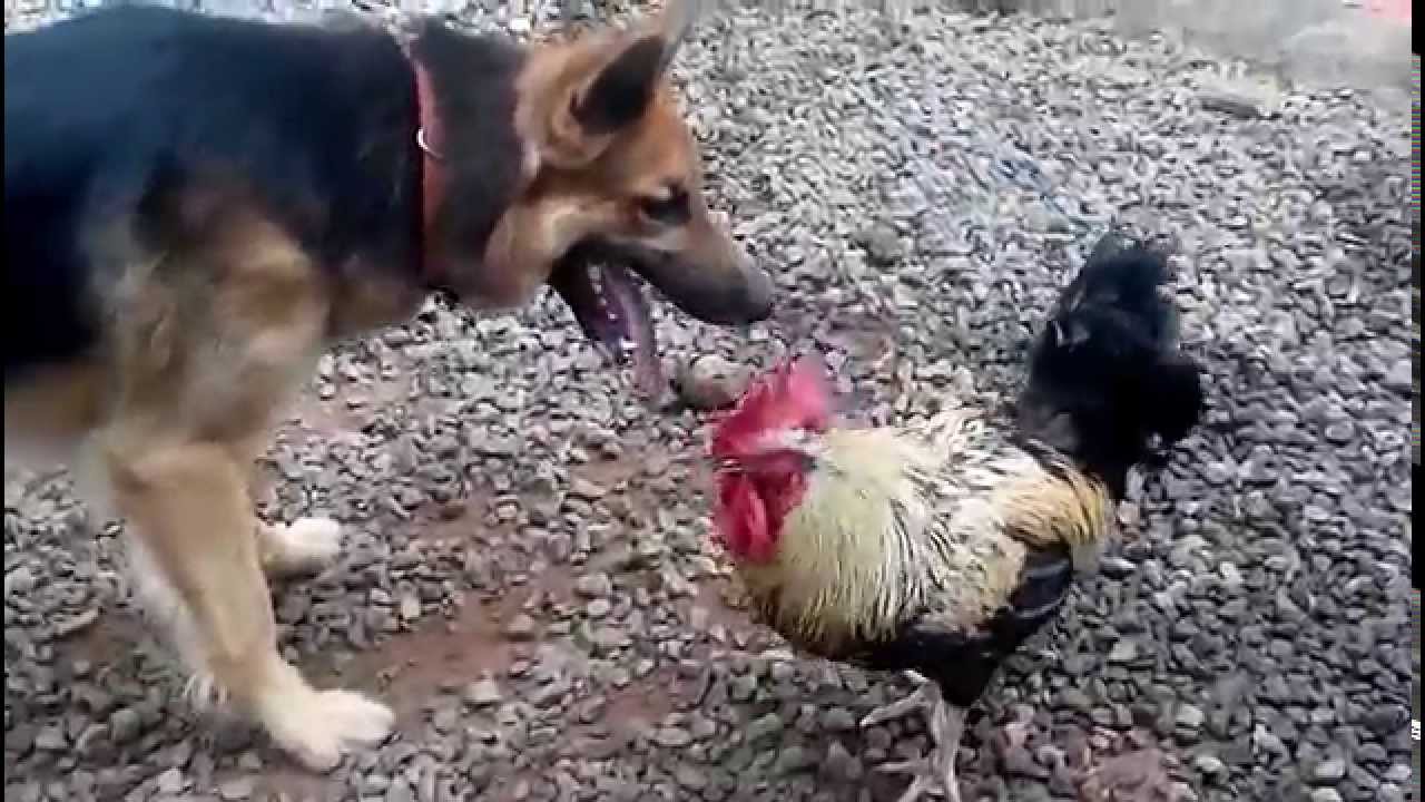 are german shepherds good with chickens