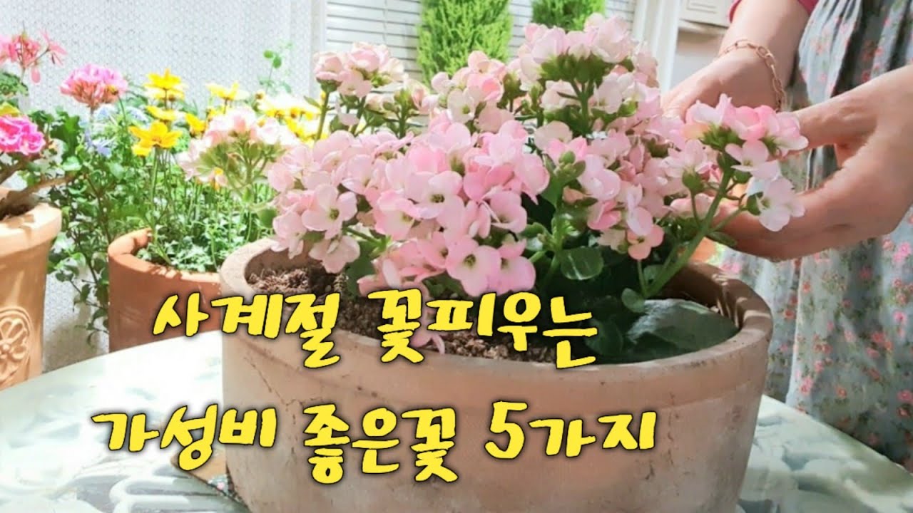 사계절 꽃피우고 삽목까지 잘되는 화초 5가지/가드닝16년차의 가성비 좋은 오래 가는꽃추천/마당에서 데려온 년중 개화화초/식물 홈 카페