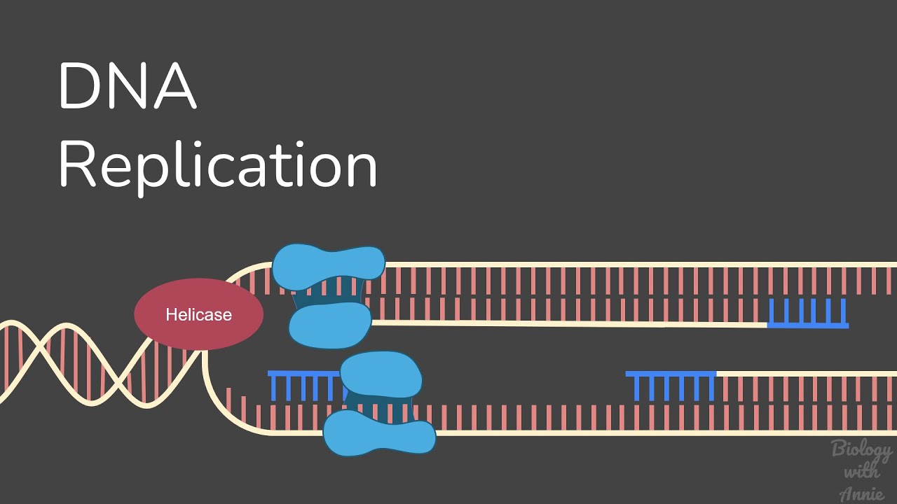 DNA Replication YouTube