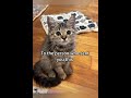 Have You Sent This To Them Cat Funny Fyp Meme Georgieebom