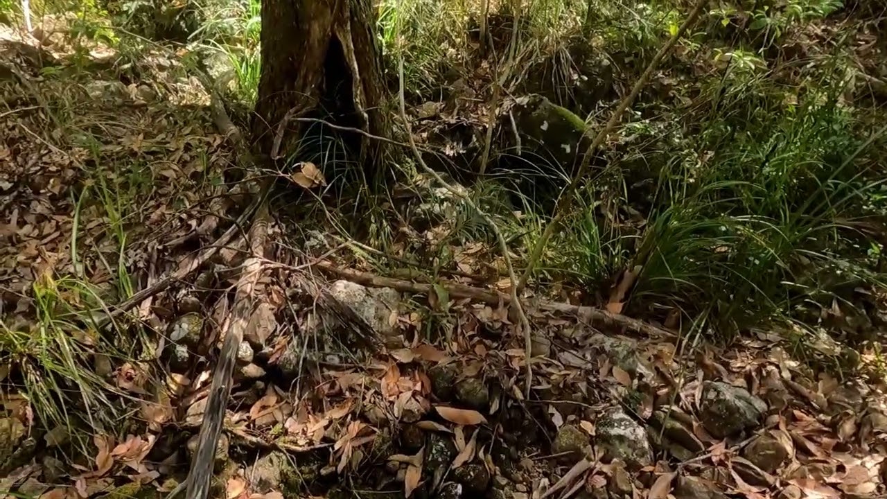 Branch Creek circuit pt 2