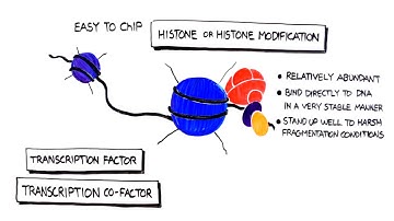 How to Optimize your Chromatin Fragmentation for ChIP