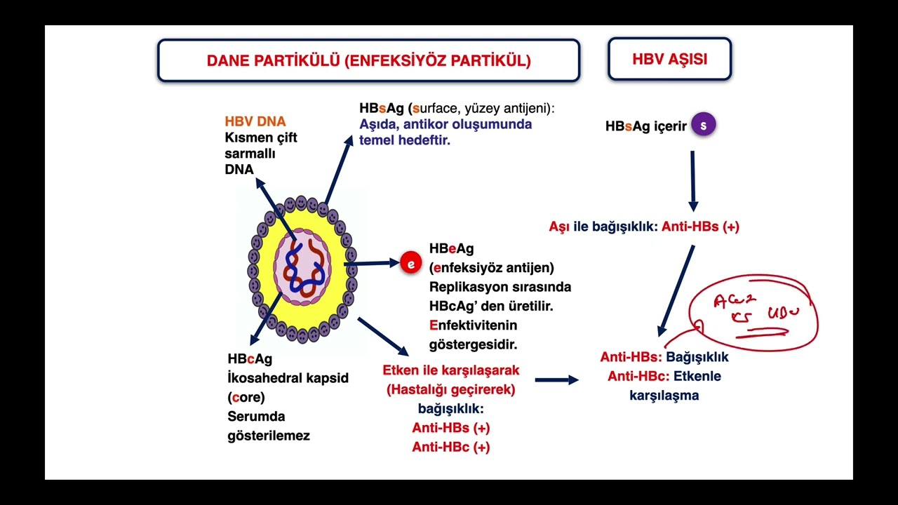 FA 5DK (YENİ) - HBV SEROLOJİSİ