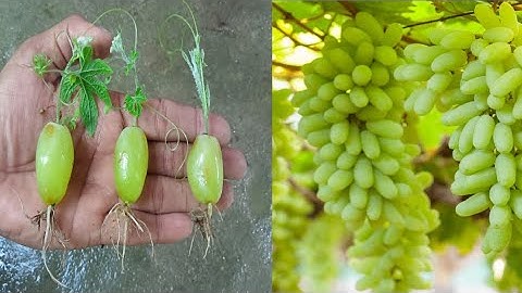 Simple method propagate grape tree with water, growing grape tree at home.