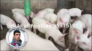 सेल के बच्चे उच्च क्वालिटी के गोगा मेडी राजस्थान कोल करे 95115 19435