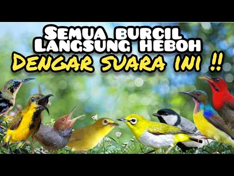 Suara Pikat Burcil Paling Heboh !! Bikin Burung Liar Berdatangan 