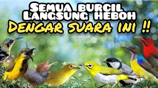 Suara Pikat Burcil Paling Heboh !! Bikin Burung Liar Berdatangan 
