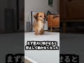 牛糞スプレーに柔軟剤の原液を垂らせばギリギリ耐えられるはず！
