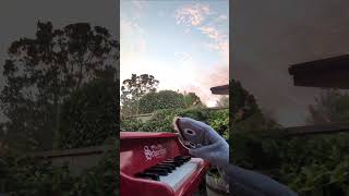 if you give a puppet a piano...
