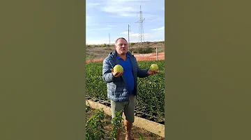 Как растет в Крыму маклюра
