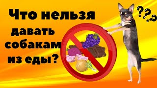 Sтоp!!! Что нельзя давать собакам из еды никогда? Это яд!