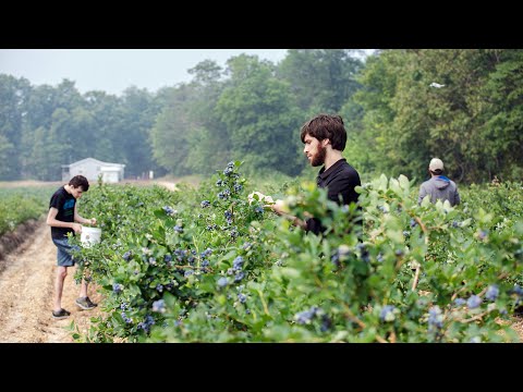 Video: Rowan: variëteite en spesies, saailinge, verbouing. rowan eiendomme