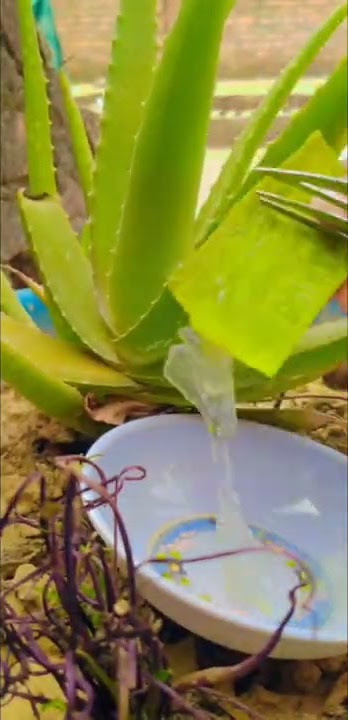 jelly facewash ✨✨#subscribe #beautiful #shorts #best #flipaclip