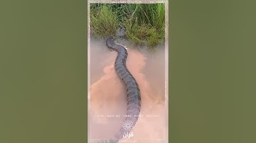 هذا خلق الله | سورة لقمان - الآية 11 🌿 تلاوة تهز القلوب | القارئ إسلام صبحي 💙