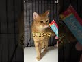 チャイさんの暮らし㉑。#保護猫