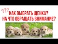 Как правильно выбрать щенка лабрадора? На что обратить внимание при выборе лабрадора?