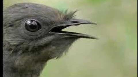 Amazing! Bird Sounds From The Lyre Bird - David Attenborough  - BBC Wildlife