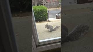 Download Lagu Hot Squirrel Summer has begun!#squirrel #feeding #nature MP3