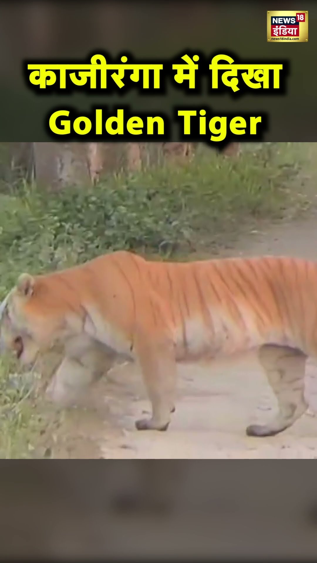 Assam के Kaziranga National Park में नजर आया Golden Tiger | Hindi News | N18S #shorts