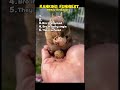Ranking top 5 funny animal movements #funny #animals