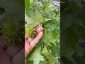 Harvesting Sweetgum Balls 🌿#nature #herbs #tree #foryou #shorts #shortfeed #youtubeshorts