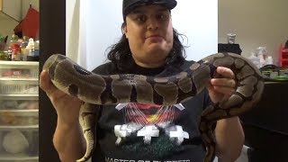 Variance in Normal Ball Pythons