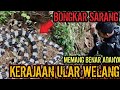 BONGKAR SARANG KERAJAAN ULAR WELANG MONSTER YANG DITAKUTI SATU KAMPUNG! NYATA ADANYA