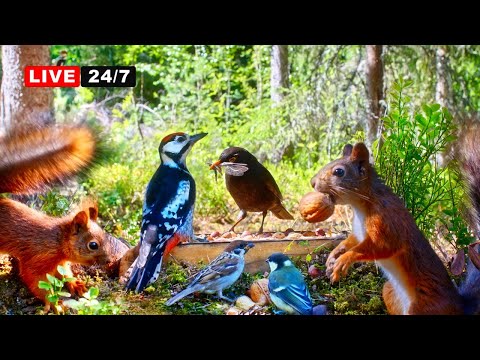 🔴24/7 LIVE CAT TV NO ADS😺Awesome Birds, Red Squirrels & Sunshine in the Forest