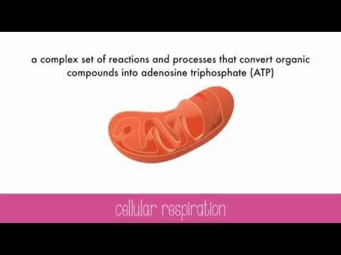 Cellular Respiration Instructional Video Cellular Respiration Instructional Video