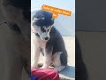 Tasha ko matar khani hai  #vlog #dogbreed #funny #cute #huskydog #dogtype #love #siberianhusky