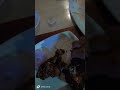 Chicken 🍗 lolipop pls subscribe 😁