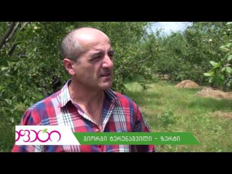 პრეპარატ აფეტის შეფასება - ფერმერი გიორგი ტერუნაშვილი