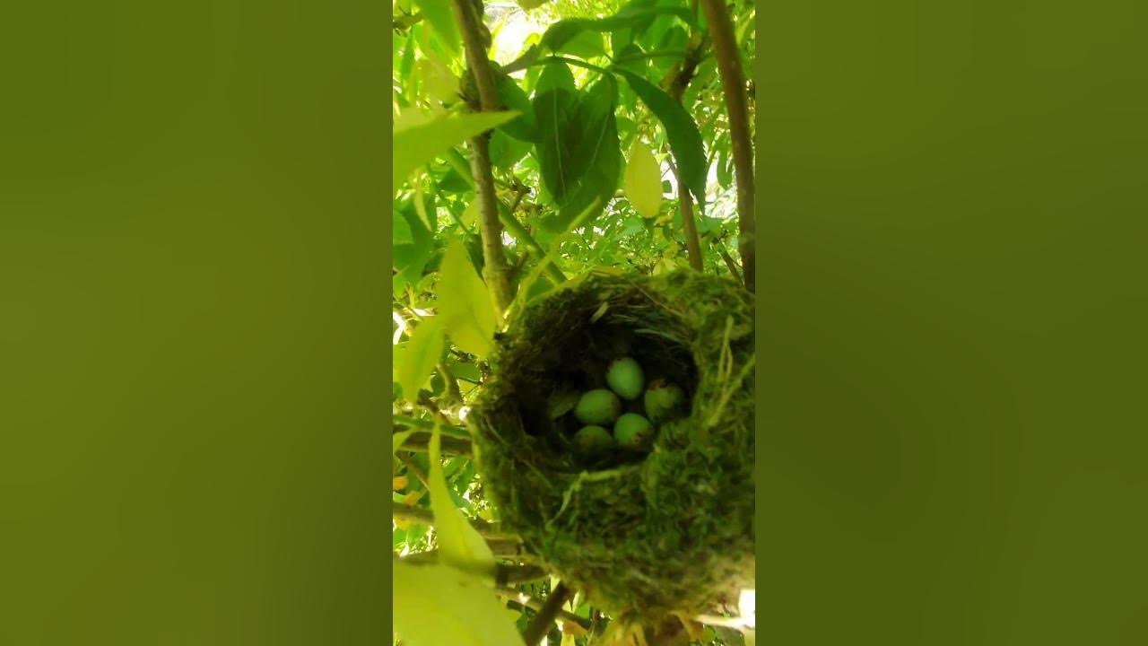 Goldfinch nest and eggs youtube