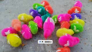 World Cute Chickens😱Colorful Chickens🐤 Rainbows Chickens🐥Cute Ducks🦆Cat🐱 Rabbits🐇Cute Animals 🐤🦆🐟