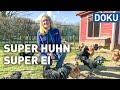 Das Hühnerleben - Super Huhn, super Ei | dokus und reportagen