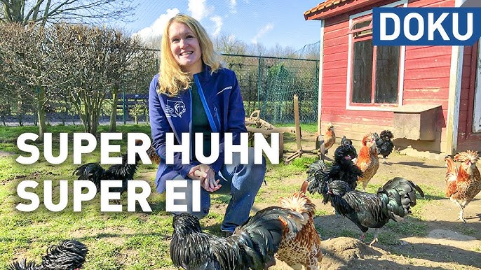 In Lech tragen die Hühner Schutzwesten - Lech