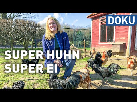 Video: Hühnersucht und der Urban Chicken Besitzer