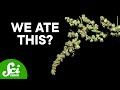 Rediscovering Lost Crops and Their Impact on Agriculture