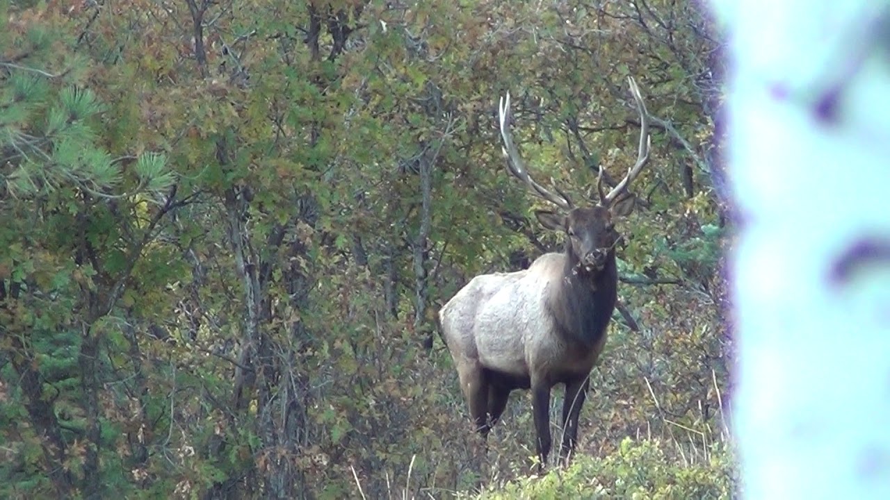 New Mexico Elk Chama, NM YouTube