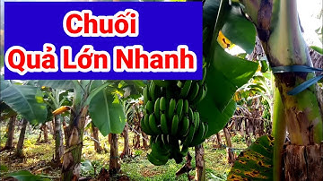 CHUỐi muốn QUẢ TO, LỚN nhanh.phun loại này mà không độc,không dư tồn trong quả, không hại với người