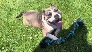 MOB(Making Outstanding Bullies) At The Park🐶🐂🐾#healthydogs #americanbully #pitbull