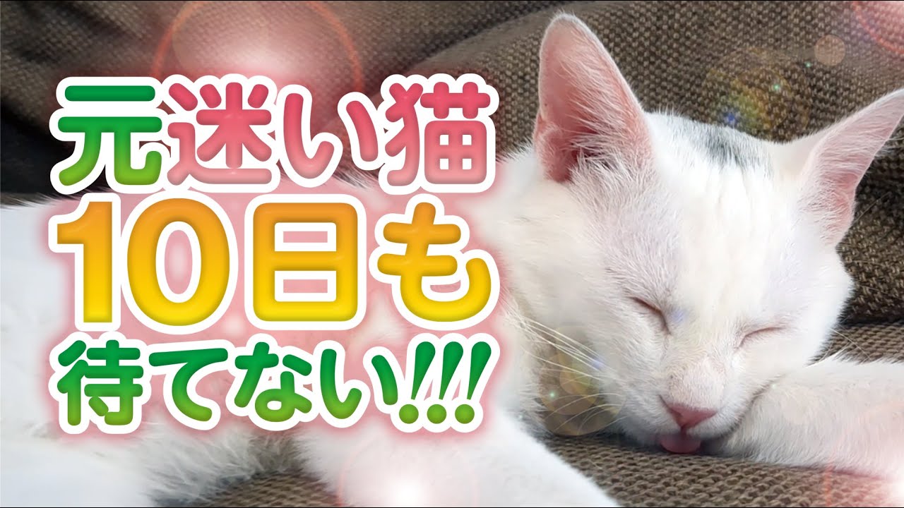 犬みたいな迷い猫を保護!!猫素人が猫アレルギー対策実行!!