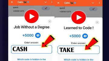 Job Without a Degree Cats Code | Learned to Code ! cats video code today