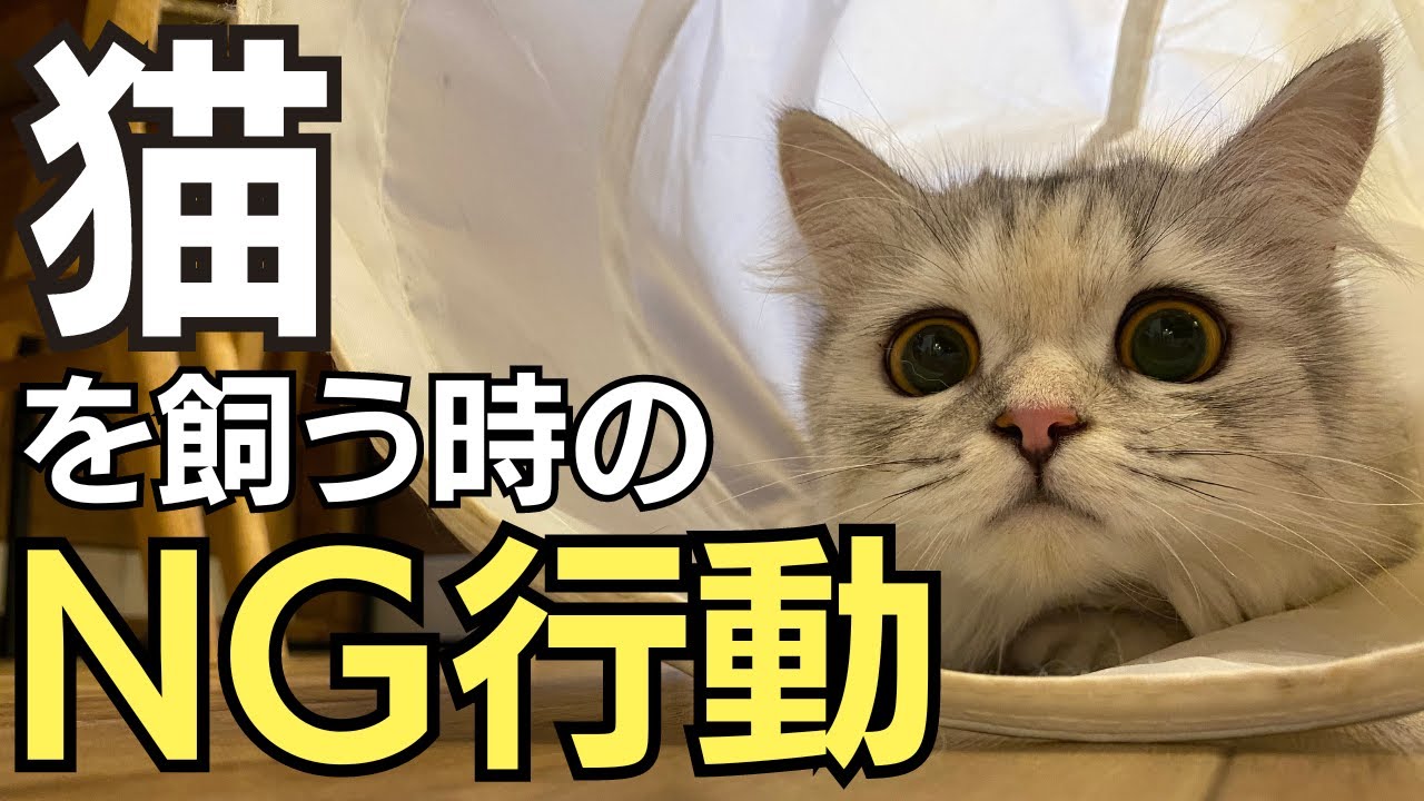 ねこ◎トラブル防止の為プロフ必読専用⑤ Danger] 7 Things Cat Owners Absolutely Must Never Do - YouTube