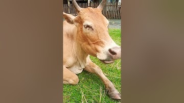 Lembu Lembu Sapi lucu Lucu Suara Sapi Sapi moo   #sapi #lembu #sapijinak #lembujinak #takurwinrimba