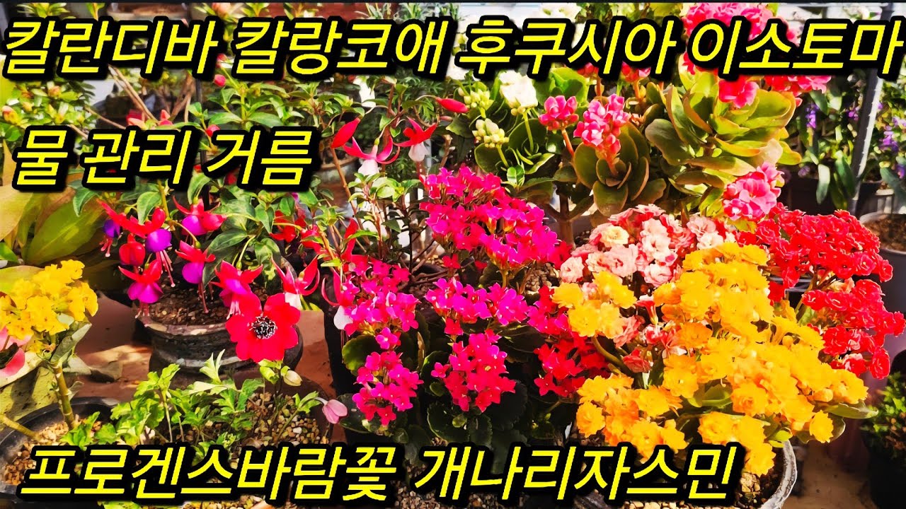 #칼랑코애 디바 #데모루 #이메리스 #프로겐스바람꽃 #잘 키우기 